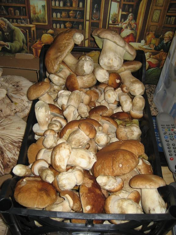 Podere Schioppello Casale Con Appartamenti Privati Cibottola Zewnętrze zdjęcie